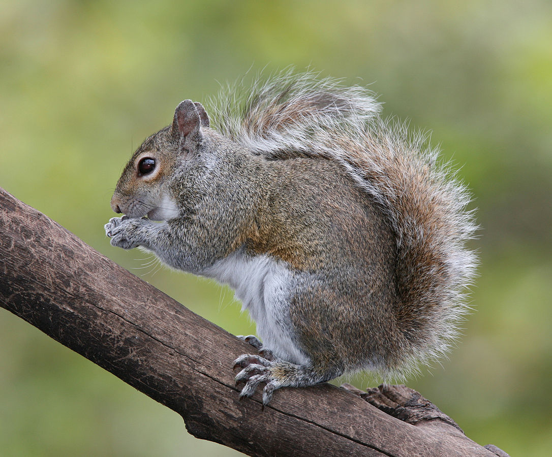 Getting the Best Wildlife Shots requires patience