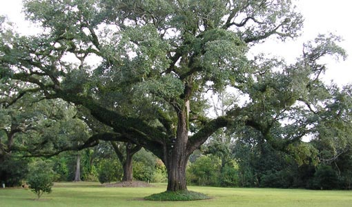 Wondering why you can trust an ISA-certified arborist? Because they will help your trees thrive...