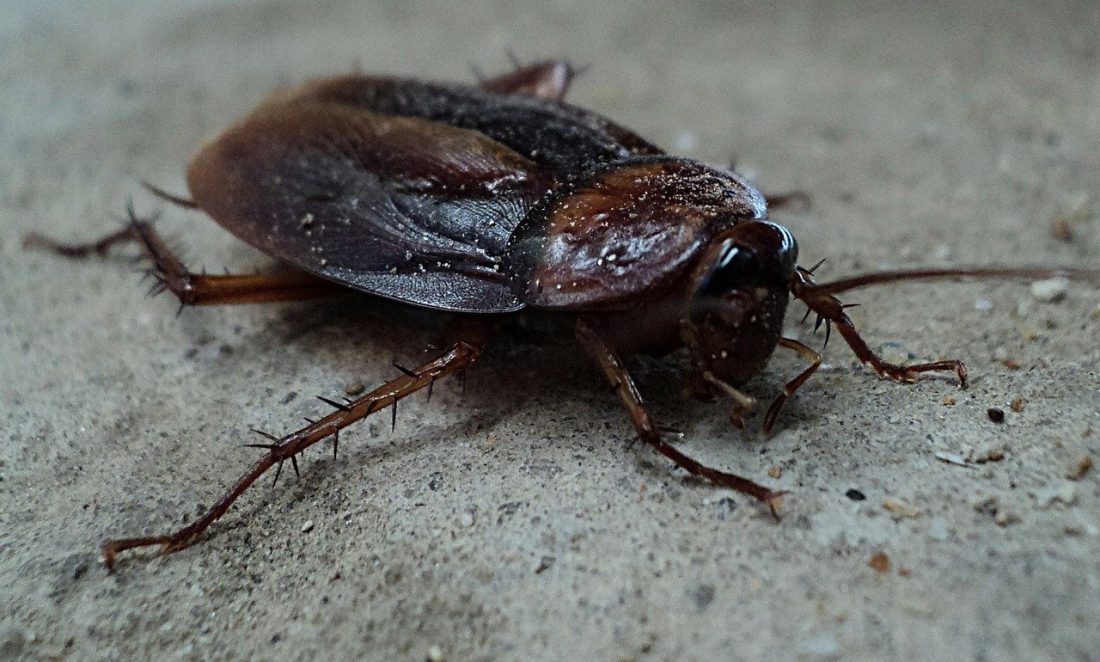 8 Interesting Facts About Cockroaches All Consuming